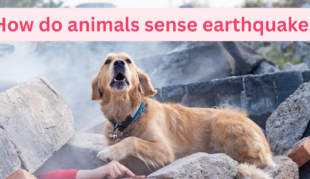 How do animals sense earthquakes - Pets Safety Tips