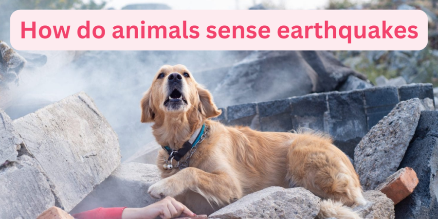 How do animals sense earthquakes - Pets Safety Tips