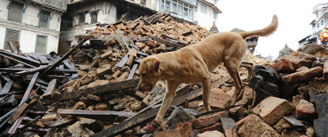 If we live in an area where it is difficult to protect animals during earthquakes, then what should we do?