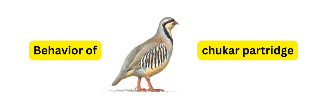 Behavior of chukar partridge - petsalespoint