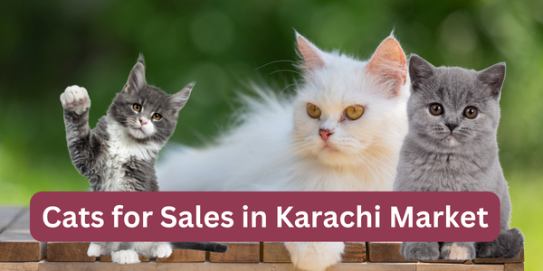 Cats for Sales in Karachi Market