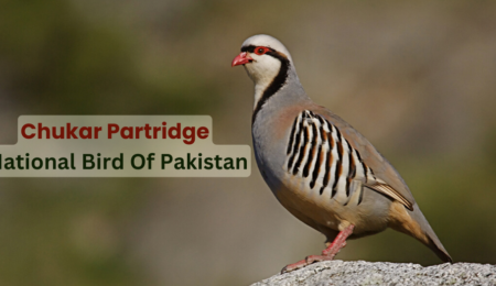 Chukar Partridge National Bird Of Pakistan - petsalespoint