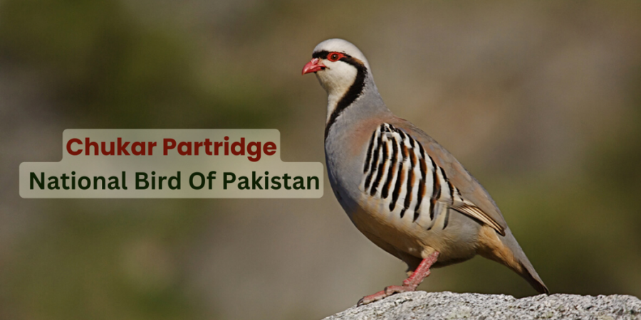 Chukar Partridge National Bird Of Pakistan - petsalespoint