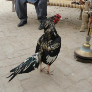 merathi aseel breed in Pakistan