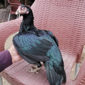 mushki aseel breed in pakistan