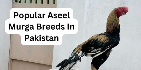 Popular Aseel Murga Breeds In Pakistan