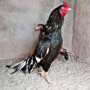 Lasani Aseel breed in pakistan