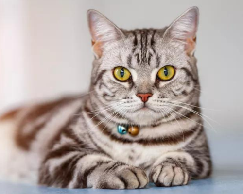 American Shorthair cat breed