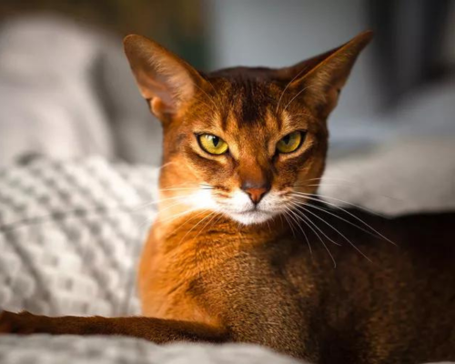 Abyssinian cat breed