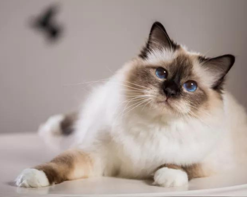 Birman cat breed