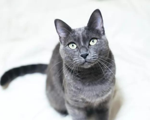 Russian Blue cat breed