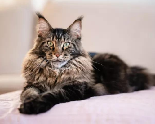 Maine Coon cat breed in pakistan