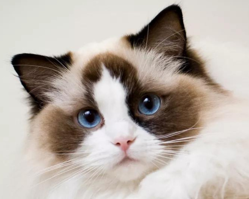 Ragdoll cat breed in pakistan