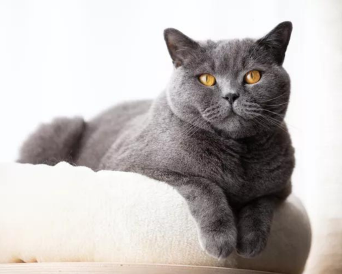 British Shorthair cat breed