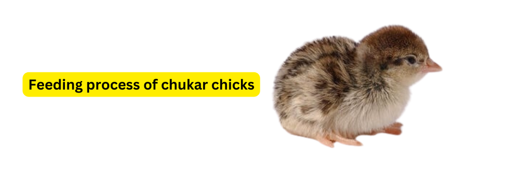 feeding process of chakur chicks - petsalespoint