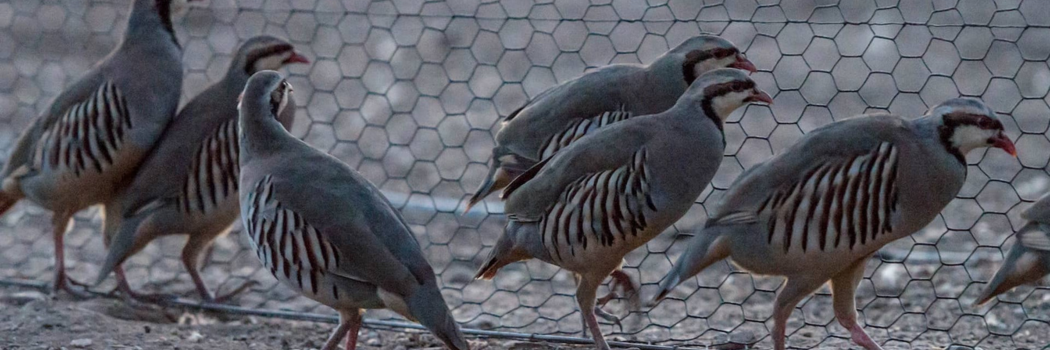 growth of chukar partridge - petsalespoint