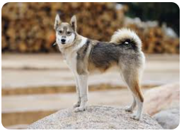 laika dog breed