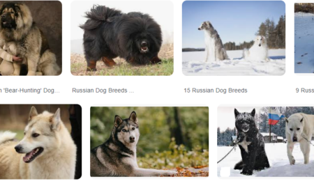 Which Russian hairy dog breeds have Good Life Span