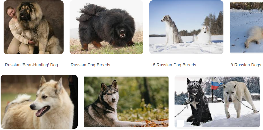 Which Russian hairy dog breeds have Good Life Span