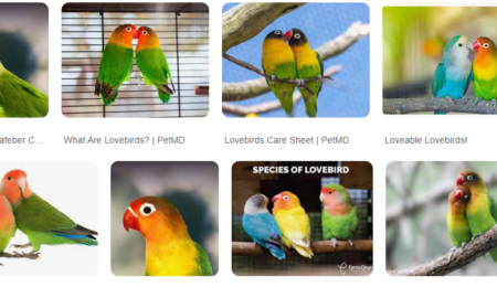 Nature of Lovebirds in Pakistan