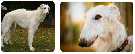 Borzoi