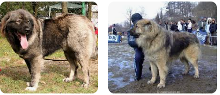 Caucasian Shepherd Dog