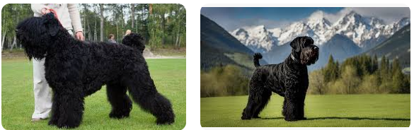 Black Russian Terrier