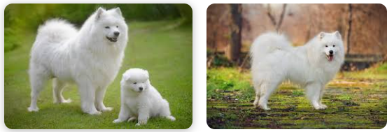 Samoyed dog breed