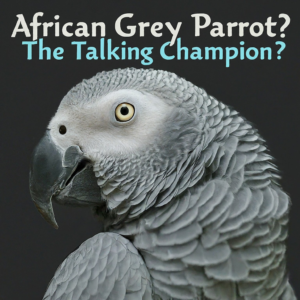 Astonishing Intelligence - African Grey Parrot - pet sales point