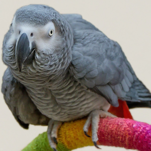 Social and Dietary Habits - African Grey Parrot - pet sales point