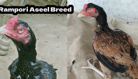 Rampuri Aseel Murga breed in Pakistan