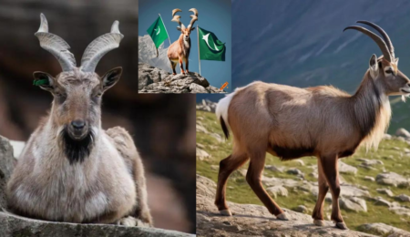 Markhor - National animal of Pakistan (Unique Points)