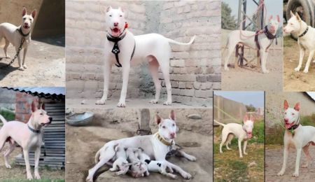 Gultair Dog in pakistan