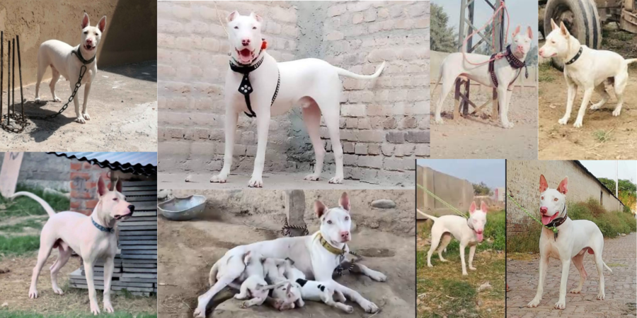 Gultair Dog in pakistan