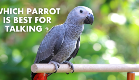 Which parrot is best for talking - African Grey Parrot - pet sales point