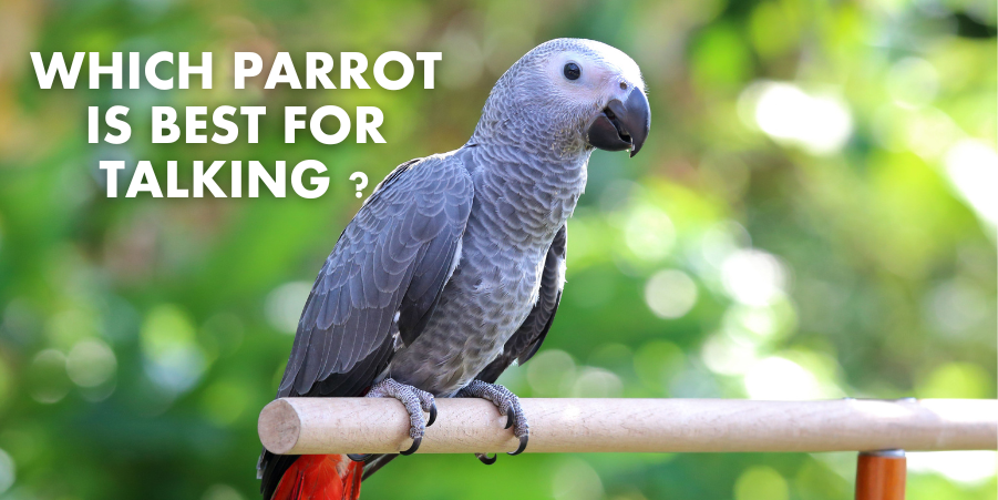 Which parrot is best for talking - African Grey Parrot - pet sales point