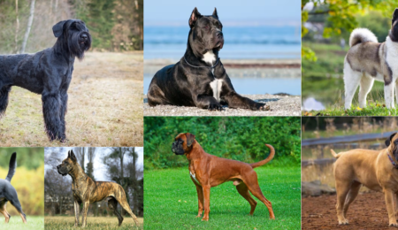 Best Guard Dog breeds in Pakistan