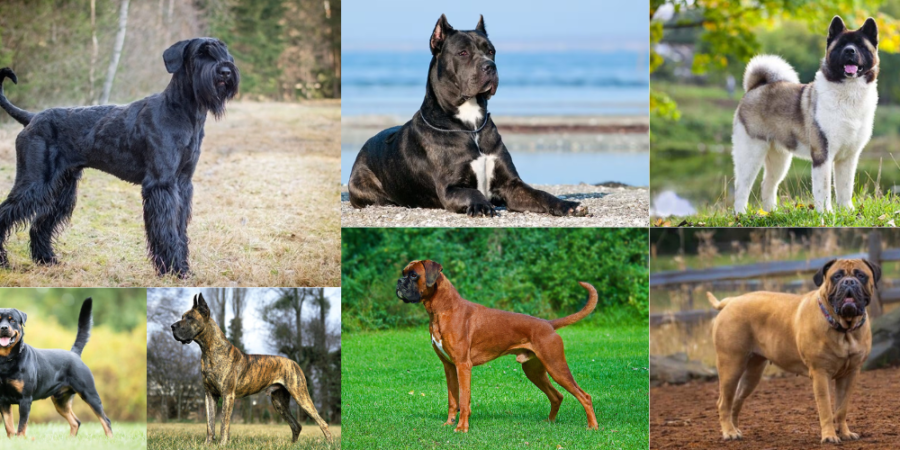 Best Guard Dog breeds in Pakistan