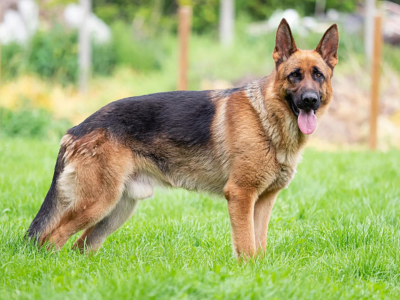 German Shepherds in pakistan