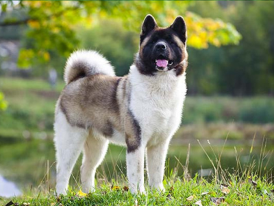 Akita Dog in india