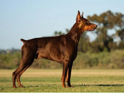 Doberman Pinschers in pakistan