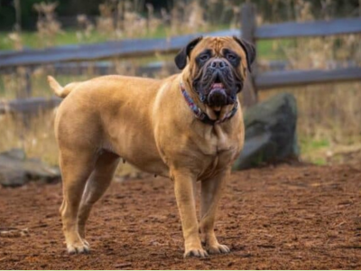 Bullmastiff Dog in pakistan