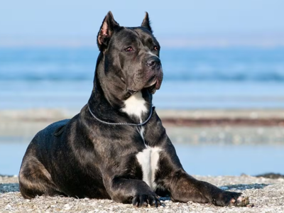 Cane Corso Dog in pakistan