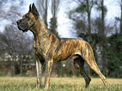 Great Dane Dog in pakistan