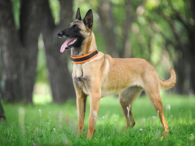 Belgian Malinois Dog in pakistan