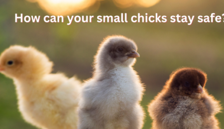 How can your small chicks stay safe at home