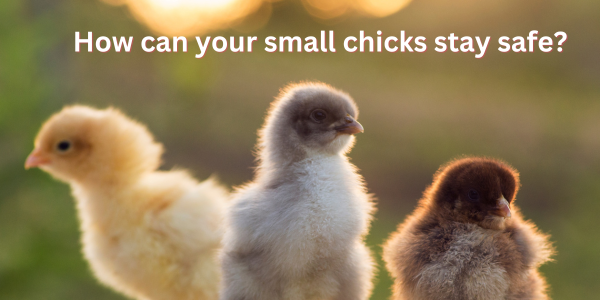 How can your small chicks stay safe at home