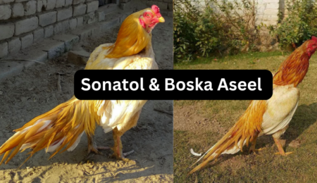 Difference Between Sonatol & Boska aseel breed